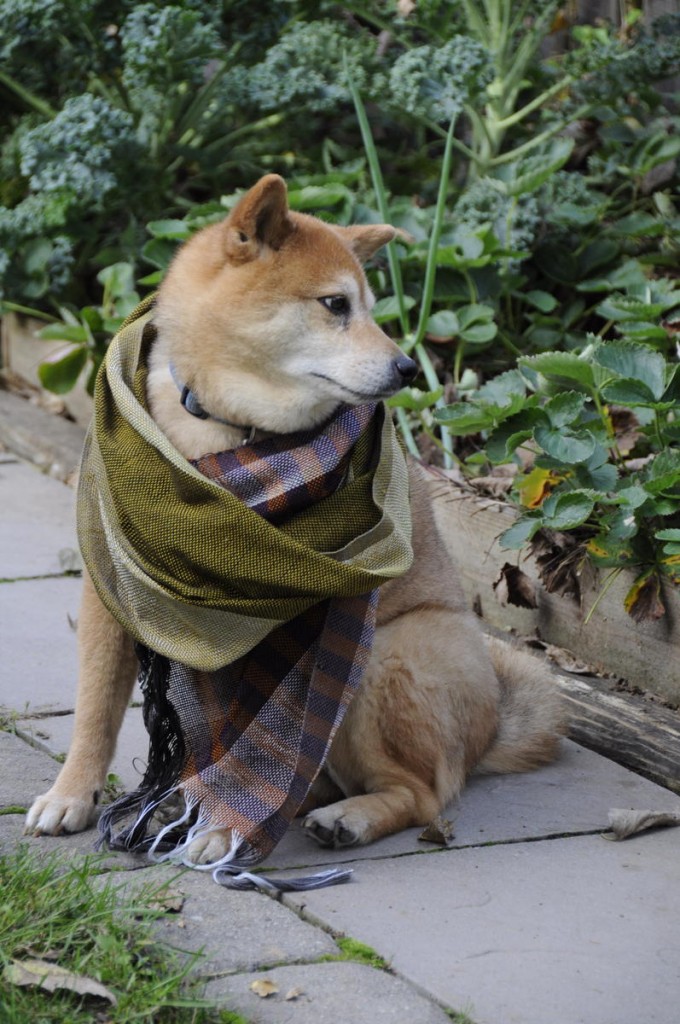 shiba inu wearing scarf